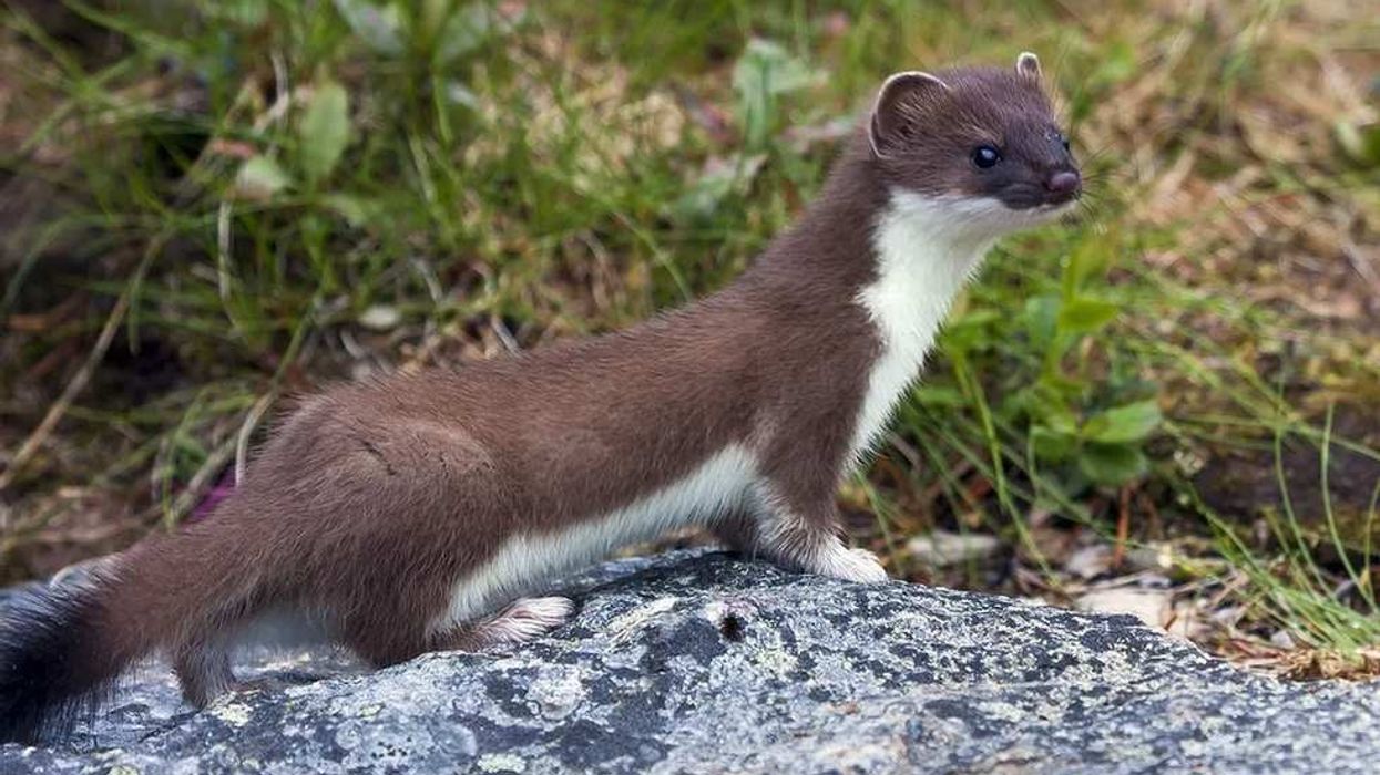 Here are interesting weasel facts for you on the common weasel.