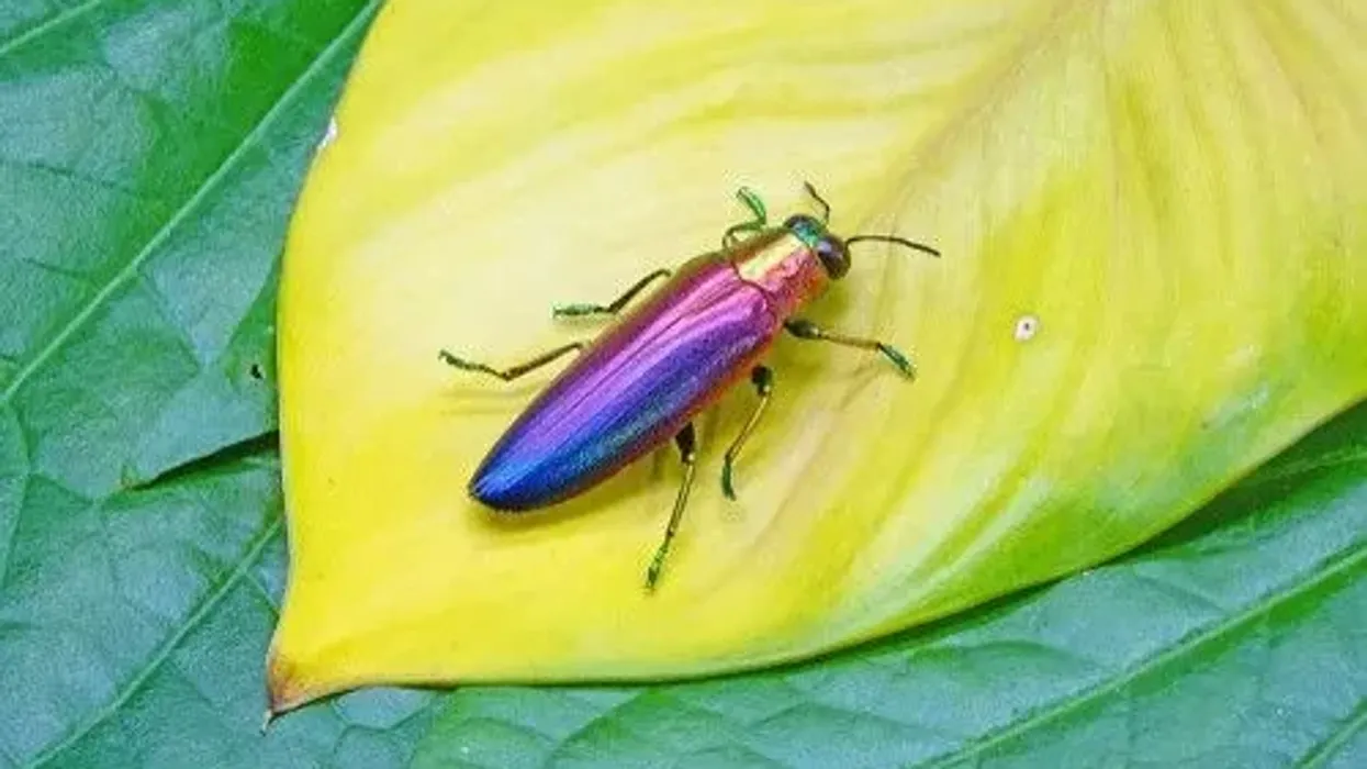 Here are jewel beetle facts about these largest group of beetles found on Earth.