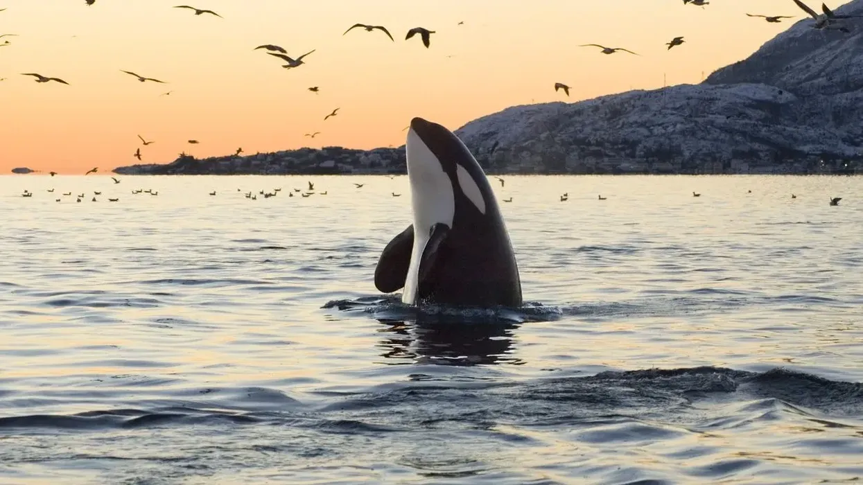 Here are killer whale facts and information to learn more about these marine mammals.