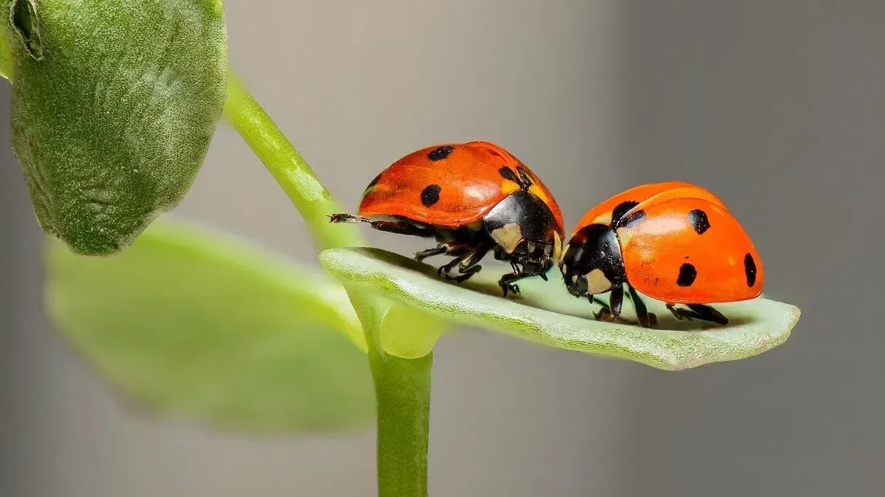 Here are ladybird facts for kids about this beautiful arthropod.