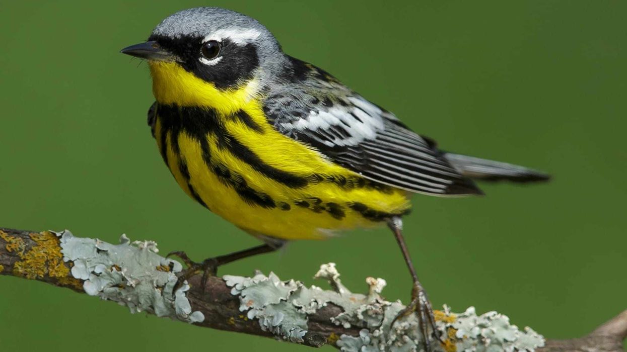 Here are magnolia warbler facts about these North American birds.