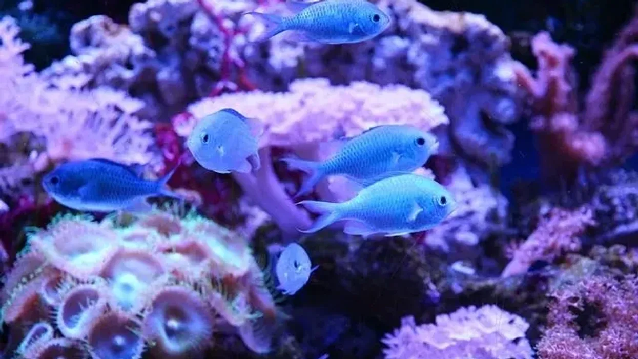 Here are many interesting blue chromis facts that kids will love.