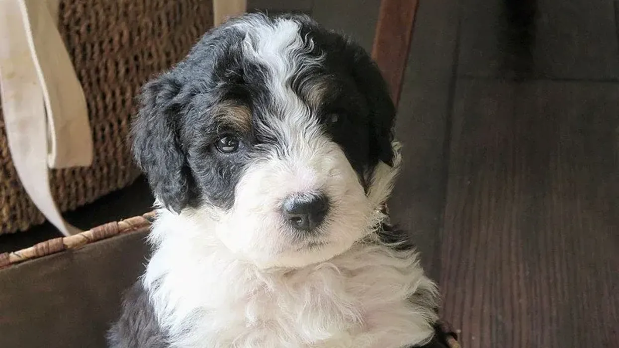 Here are mini Bernedoodle facts for you to know this cute animal.