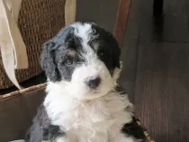 Here are mini Bernedoodle facts for you to know this cute animal.