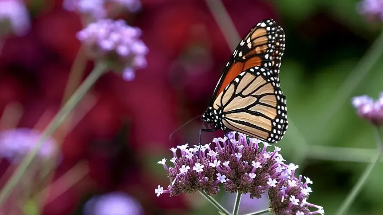 Here are monarch butterfly facts for kids to read and learn.