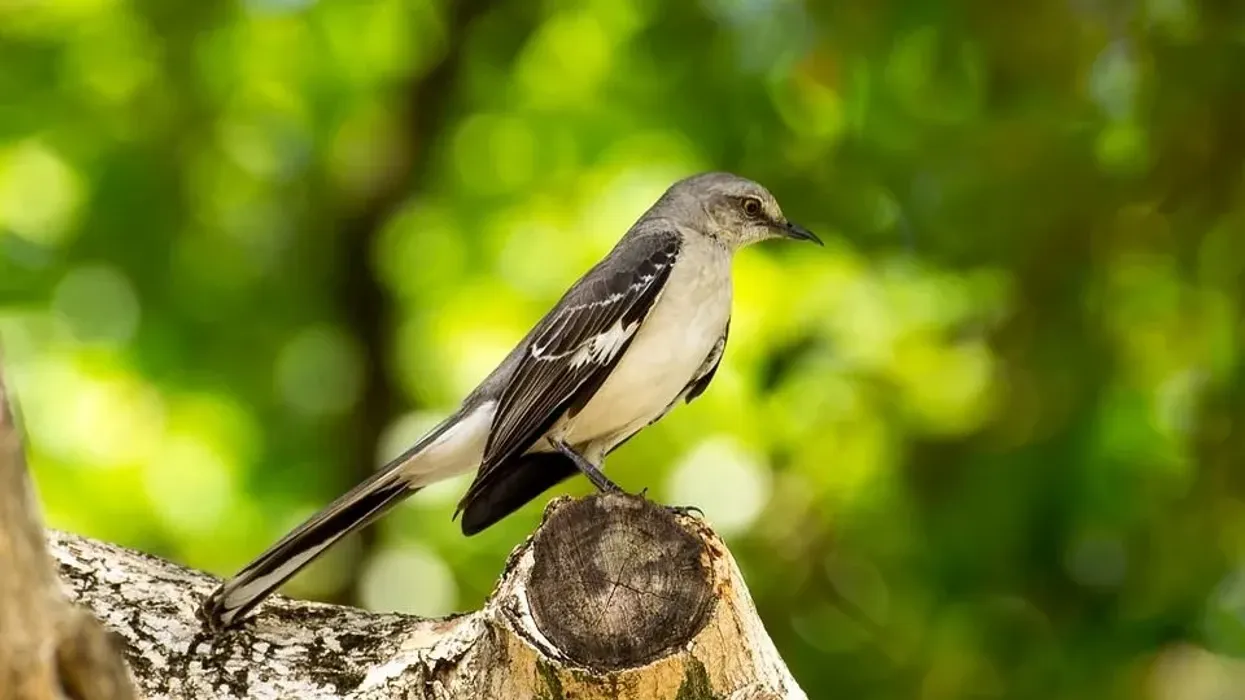 Here are northern Mockingbird facts bout these north American birds.