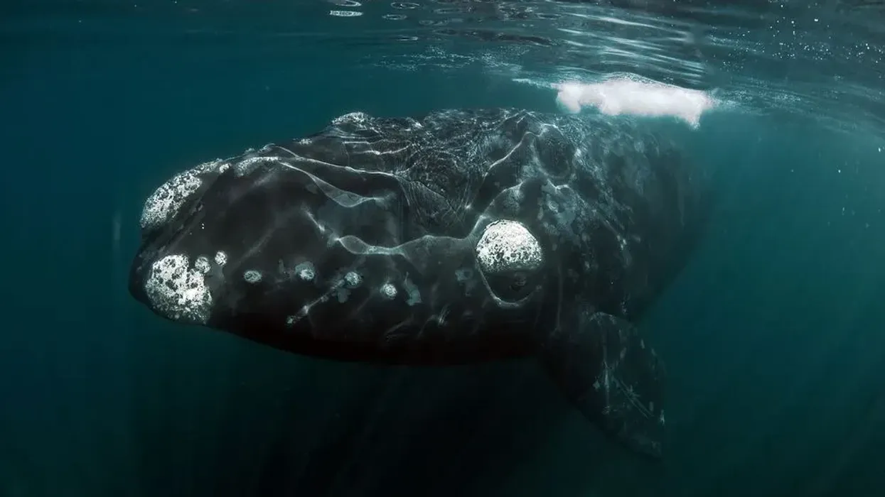Here are northern Right Whales facts for you to read and learn.