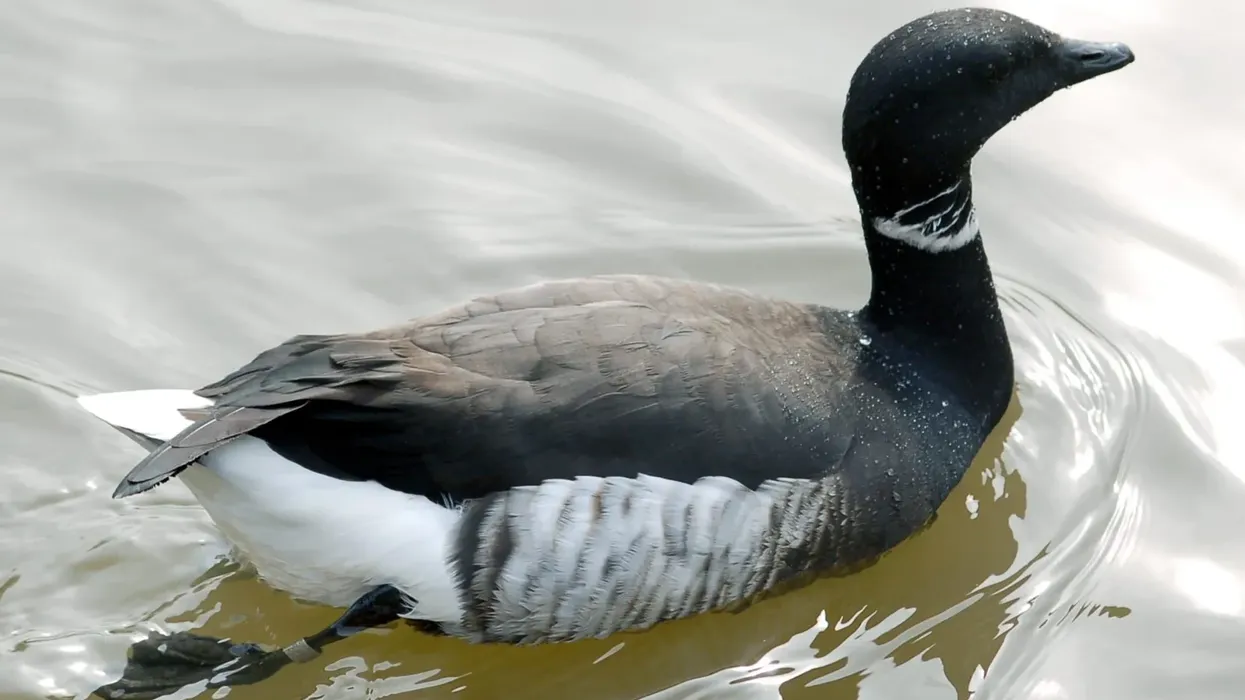 Here are nteresting brant geese facts to learn more about this amazing goose species and its subspecies.