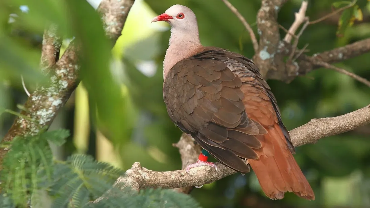 Here are pink pigeon facts for you to know about the birds endemic to Mauritius