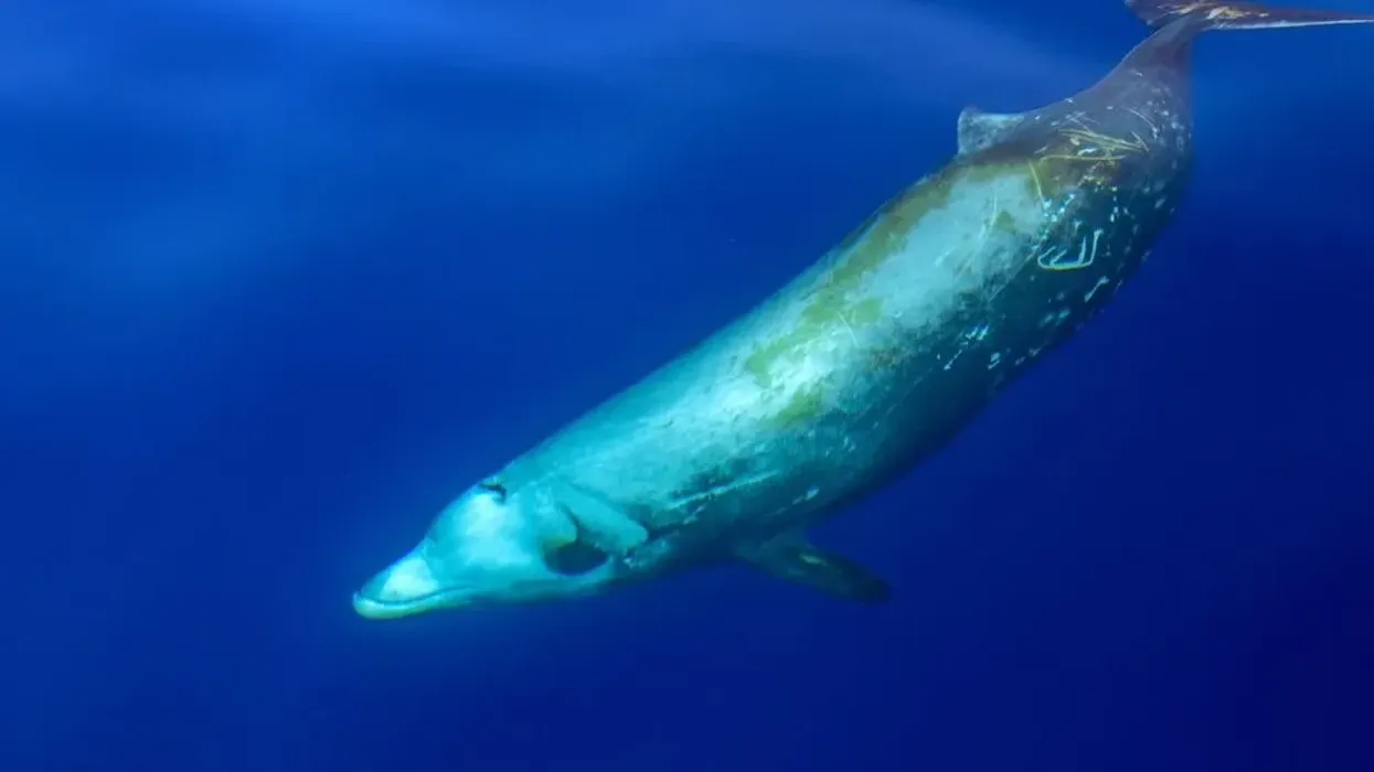 Here are pygmy beaked whale facts about this rare aquatic creature.