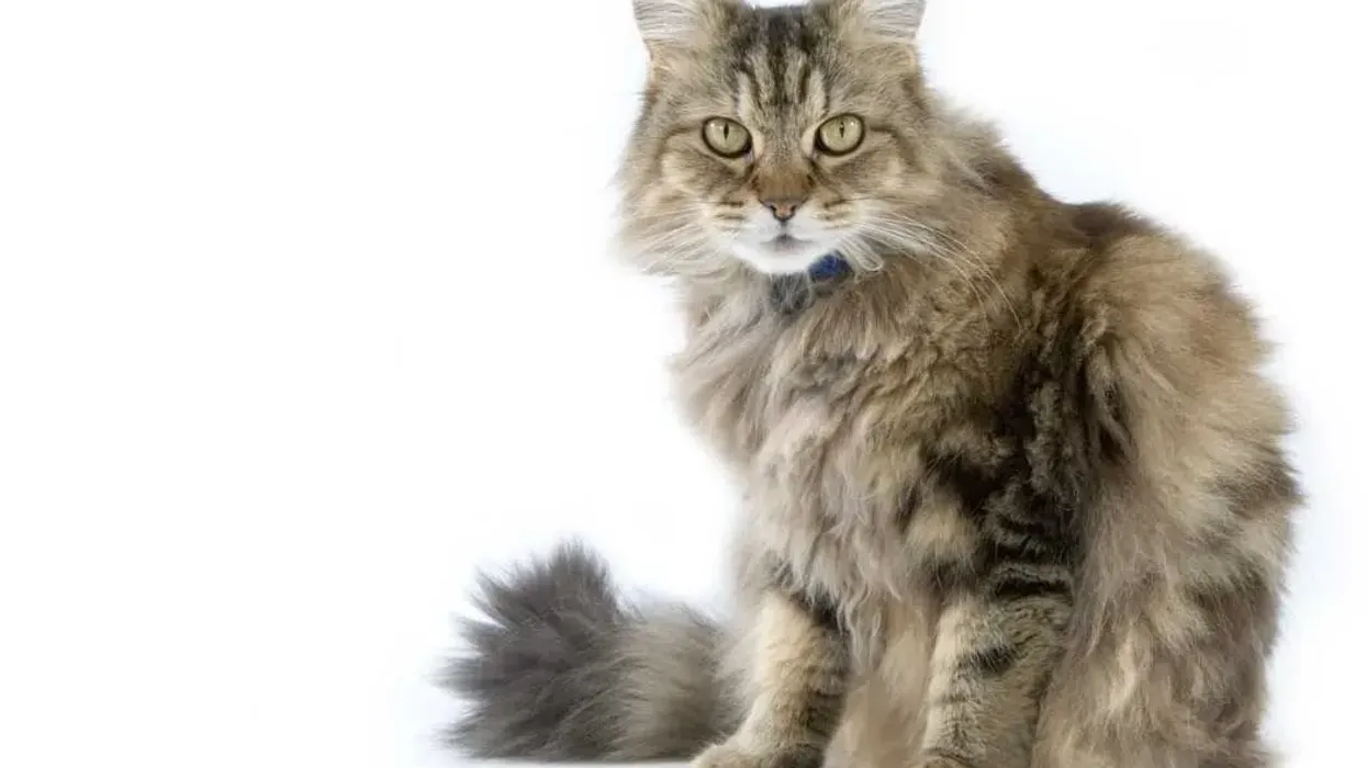 Here are Ragamuffin facts about this silky-haired cat that children love