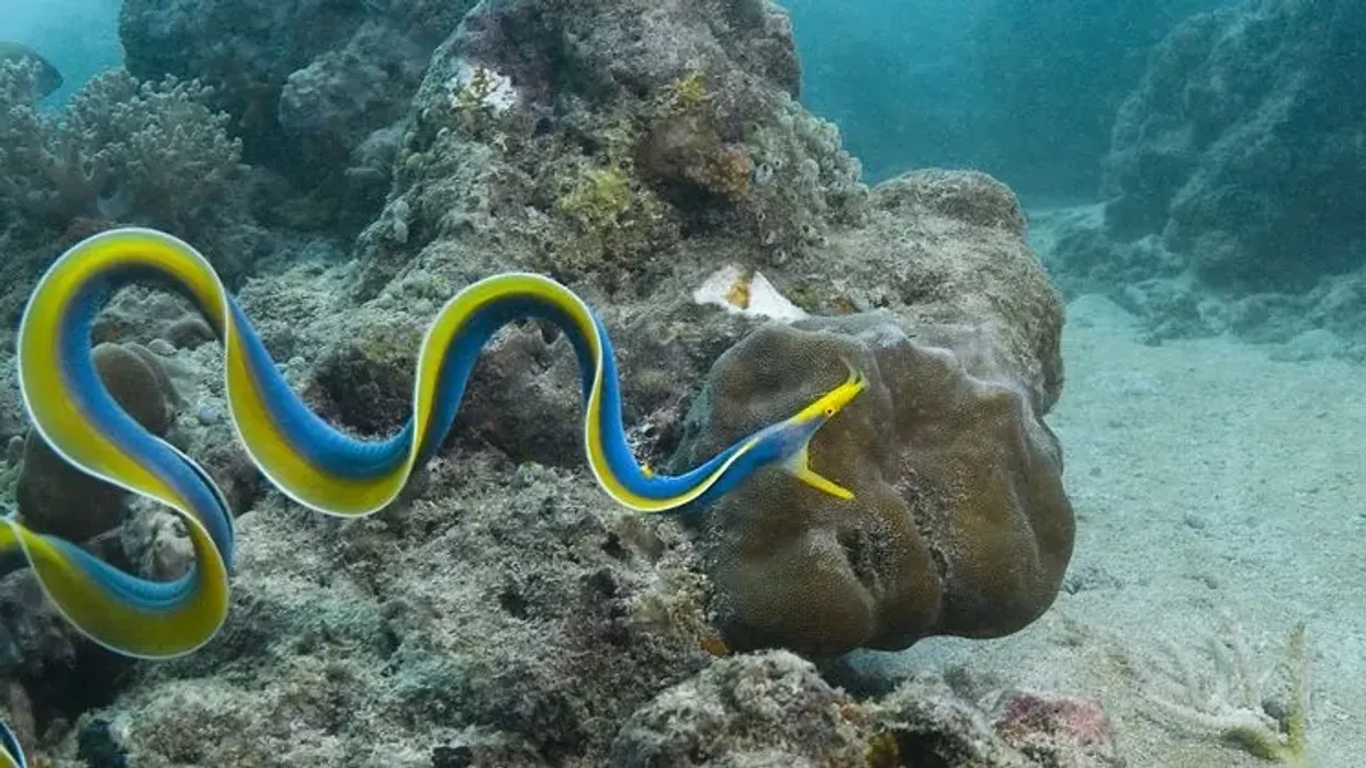 Here are ribbon eel facts that you must not miss.