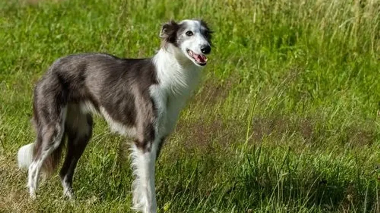 Here are Silken Windhound facts about the dogs with an excellent prey drive.