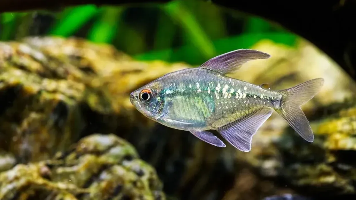 Here are silver tetra facts to know more about this beautiful fish.