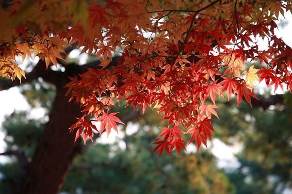 Here are some amazing bigleaf maple tree facts that you are sure to love!