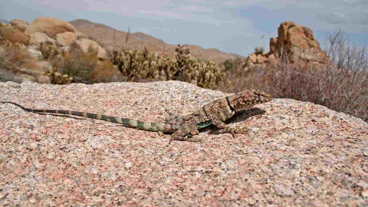 Here are some amazing California-dwelling banded rock lizard facts which you will love.