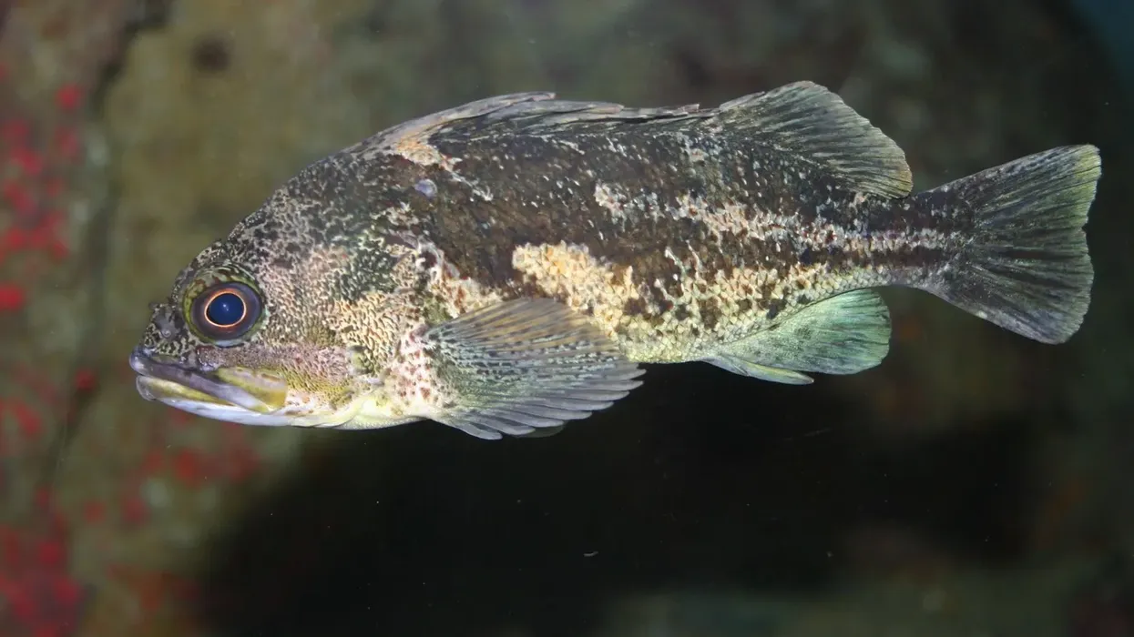 Here are some amazing copper rockfish facts.