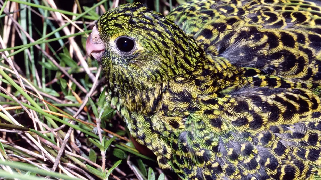 Here are some amazing eastern ground parrot facts.
