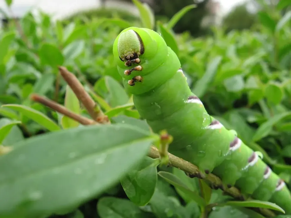 Here are some amazing facts about green caterpillar identification that you will love!