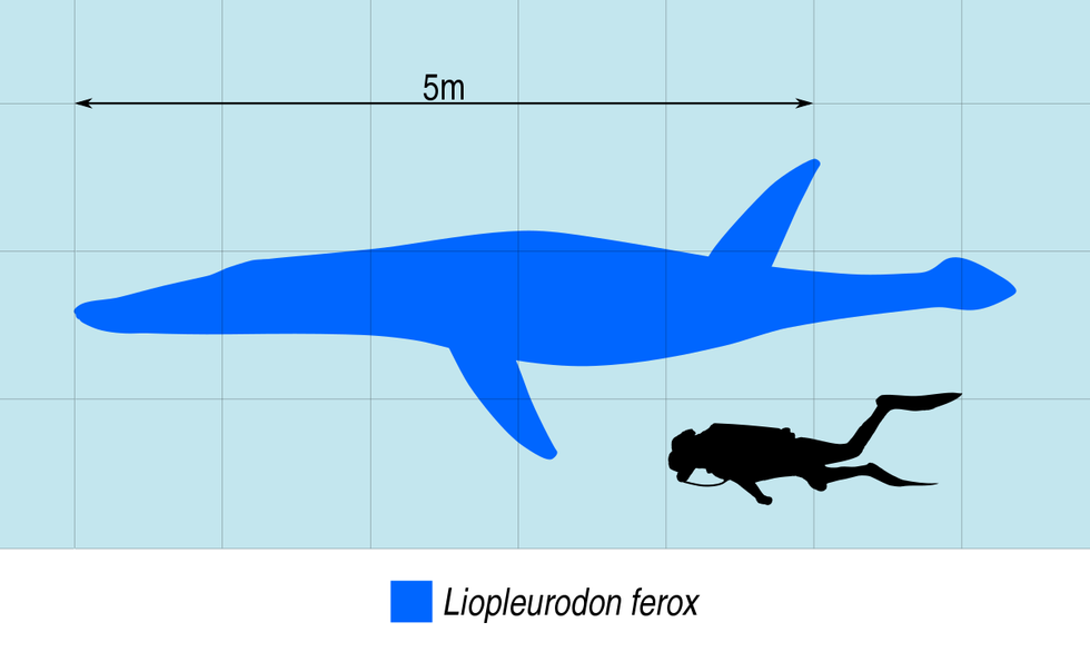 Here are some amazing Megalneusaurus facts that you probably did not know.