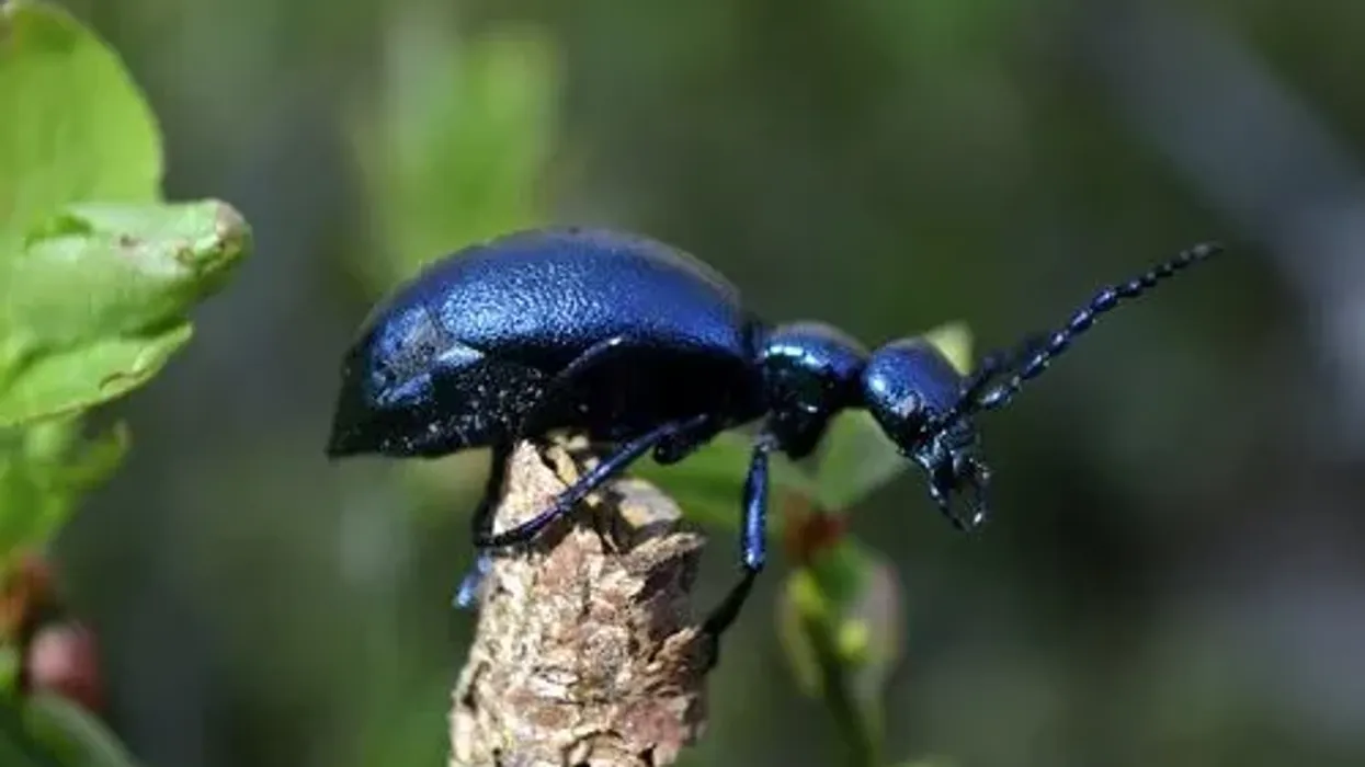 Here are some amazing oil beetle facts which you will love!