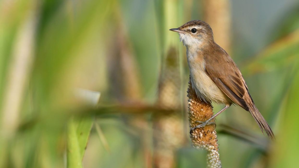 Here are some amazing paddyfield warbler (Acrocephalus agricola) facts which you will love!