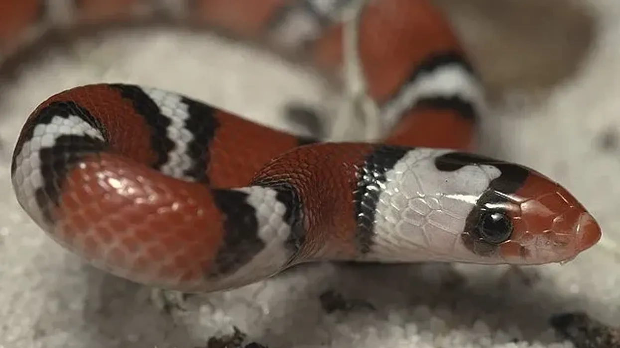 Here are some amazing scarlet snake facts, including northern scarlet snake facts for you.
