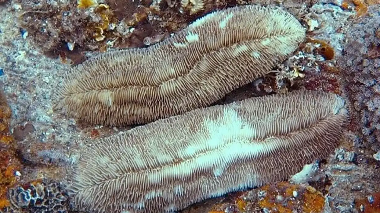 Here are some amazing tongue coral facts you will love.