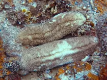 Here are some amazing tongue coral facts you will love.