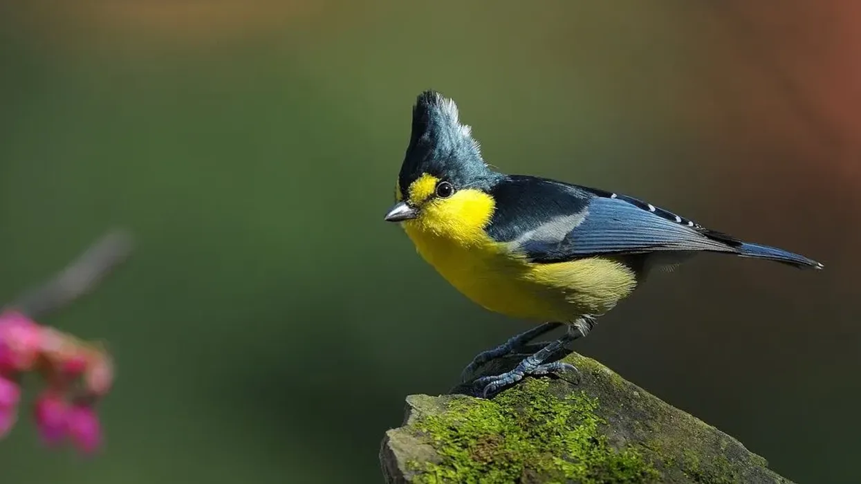 Here are some amazing yellow tit facts which you will love!