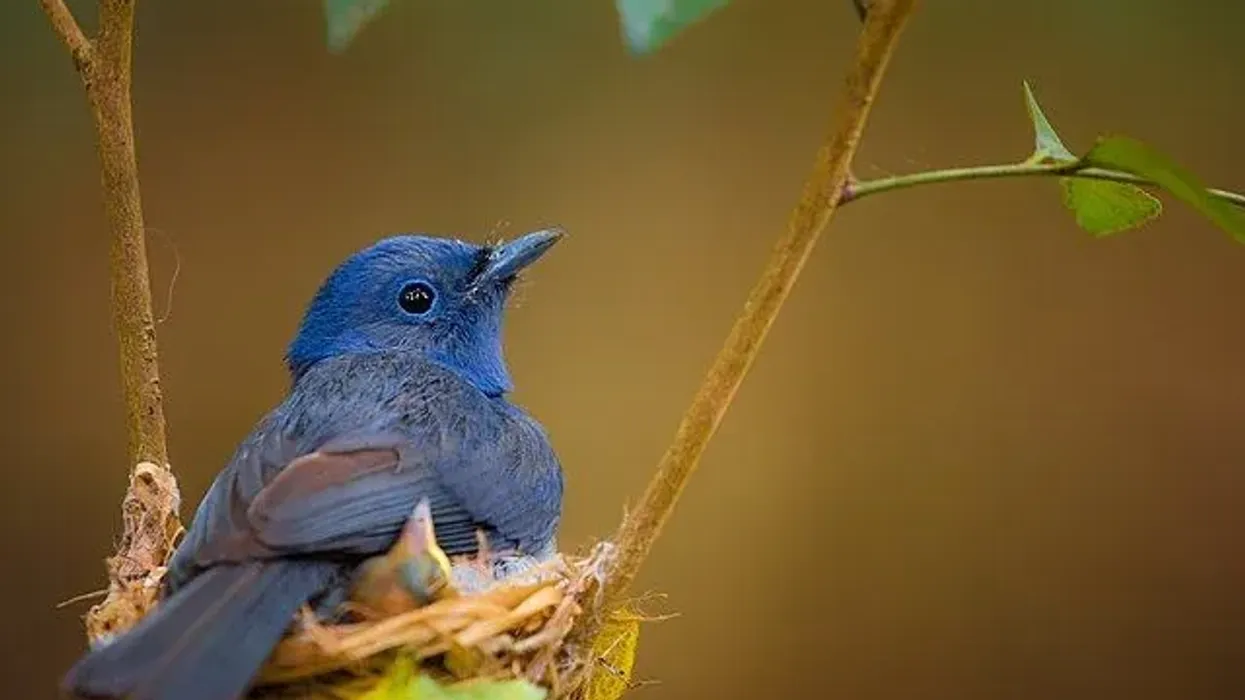 Here are some amusing black-naped monarch facts.
