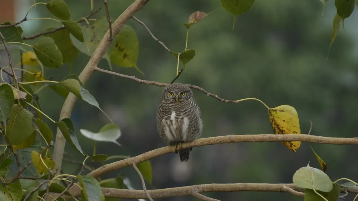 Here are some Asian barred owlet facts you will love!