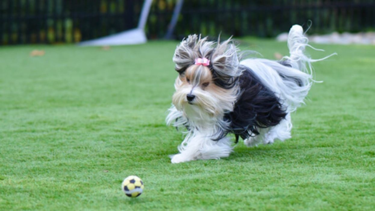 Here are some Biewer dog facts to know if you want one as a pet.