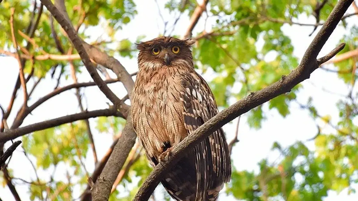 Here are some brown fish owl facts for you to fascinate yourself with today!