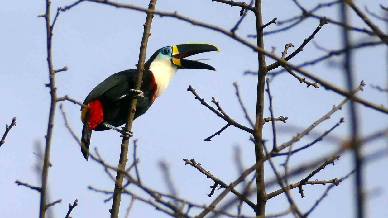 Here are some channel-billed toucan facts for you to learn.
