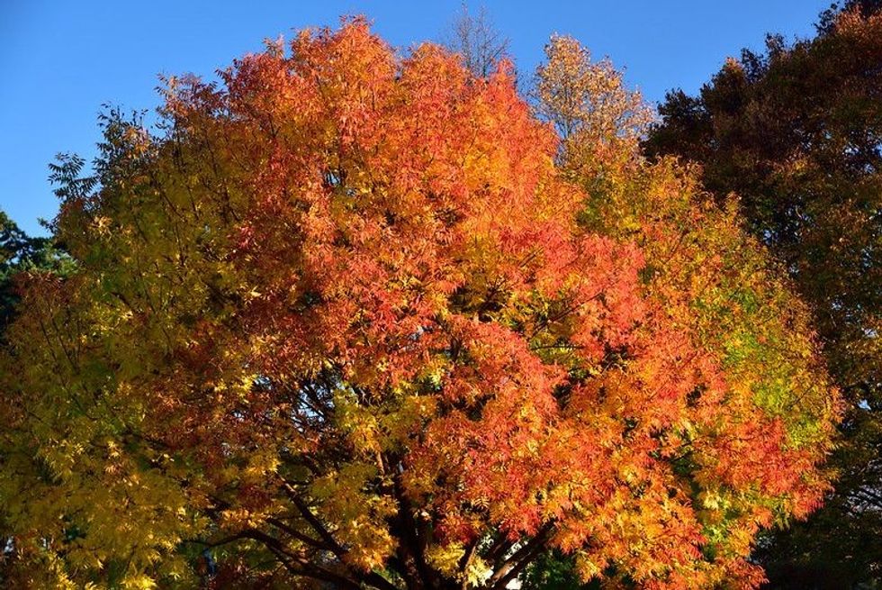 Here are some Chinese Pistache tree facts about the vibrant ornamental tree for all the nature lovers out there.