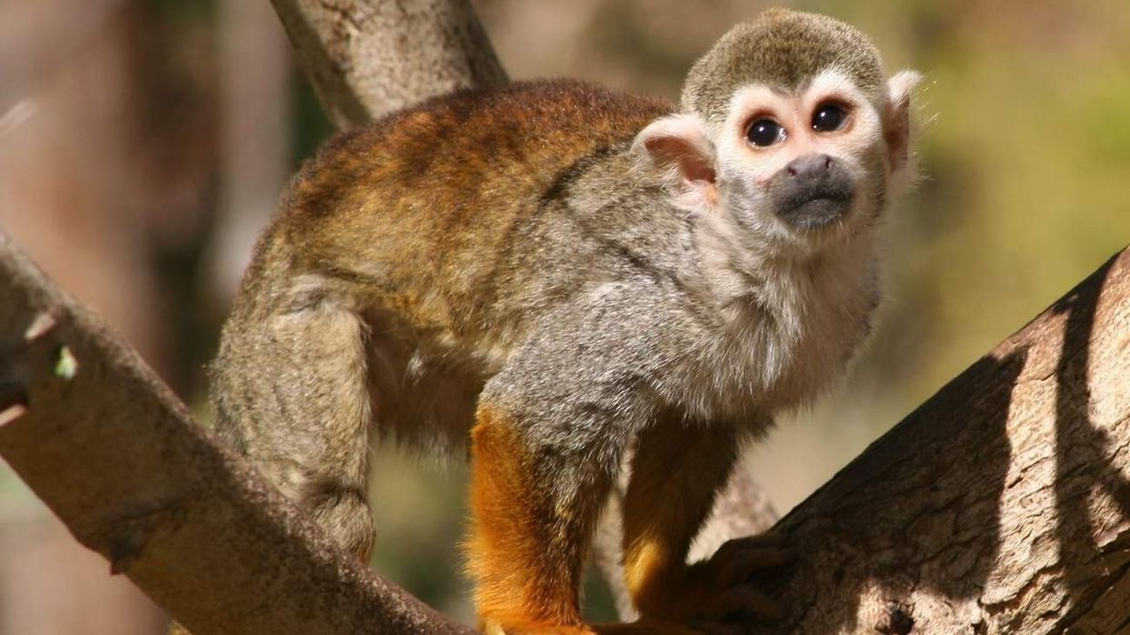 Here are some clever and cute Squirrel Monkey facts that are sure to cheer you up