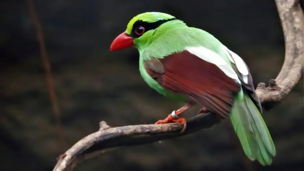 Here are some common green magpie facts which you will love!