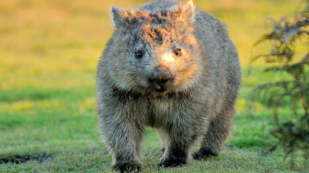 Here are some common wombat facts to learn more about the cute mammal