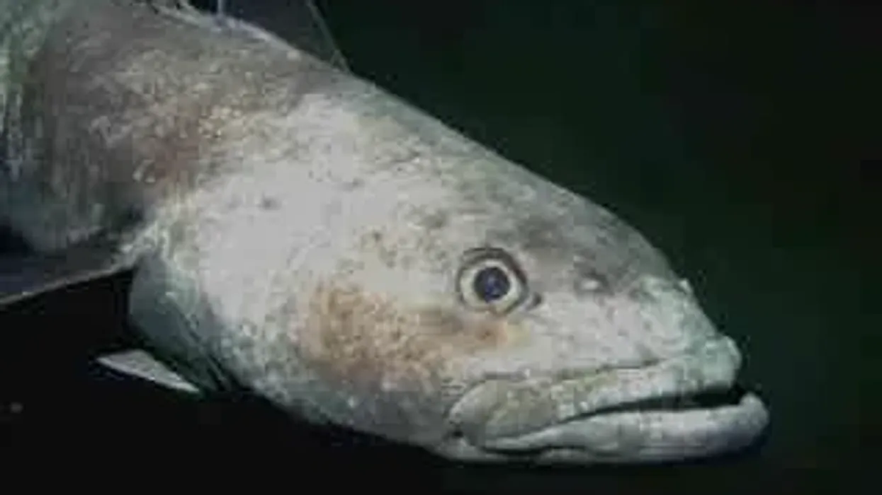 Here are some cool Antarctic toothfish facts.
