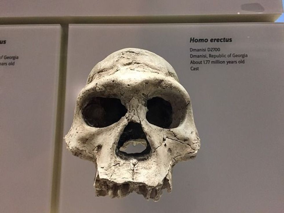 Here are some crazy Homo erectus facts you didn't know about; the first human ancestor!