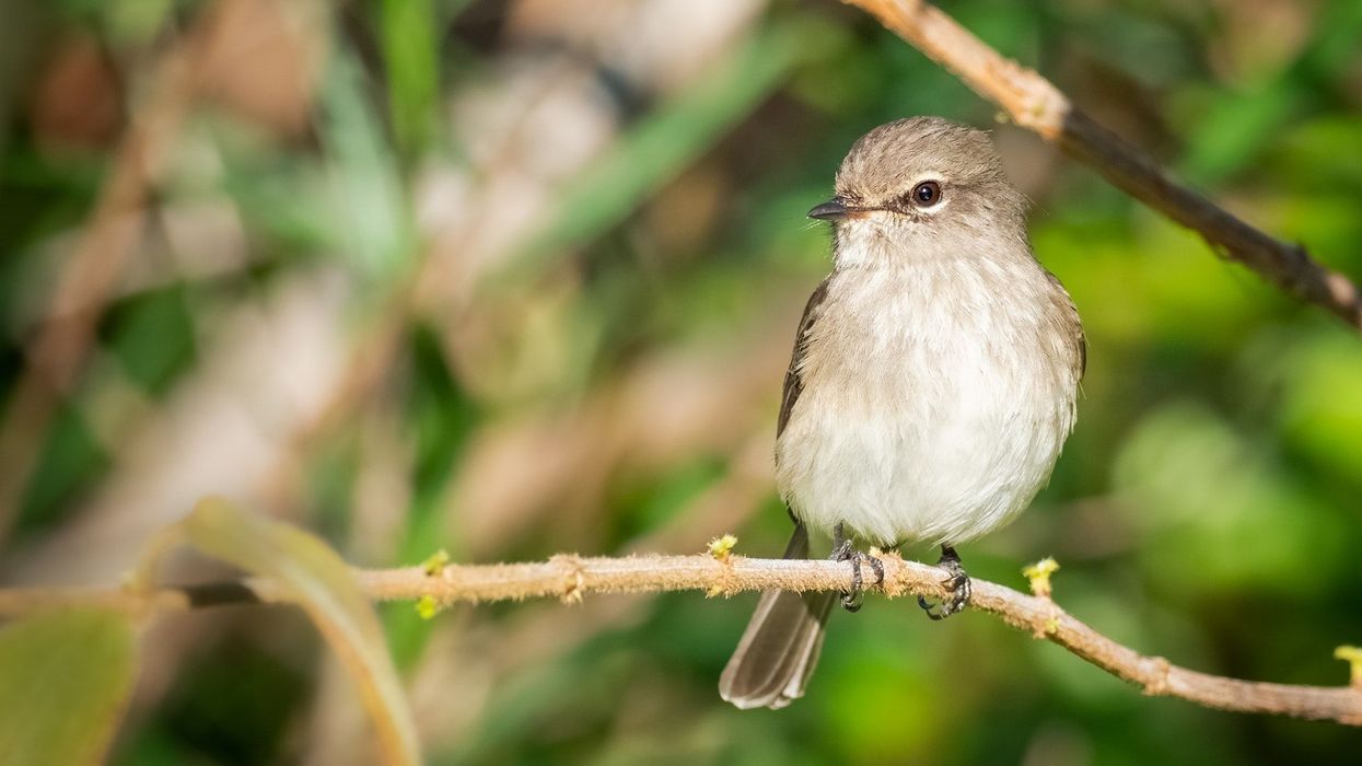 Here are some dark-sided flycatcher facts that will tell you everything you need to know about this part-time resident species of North America.