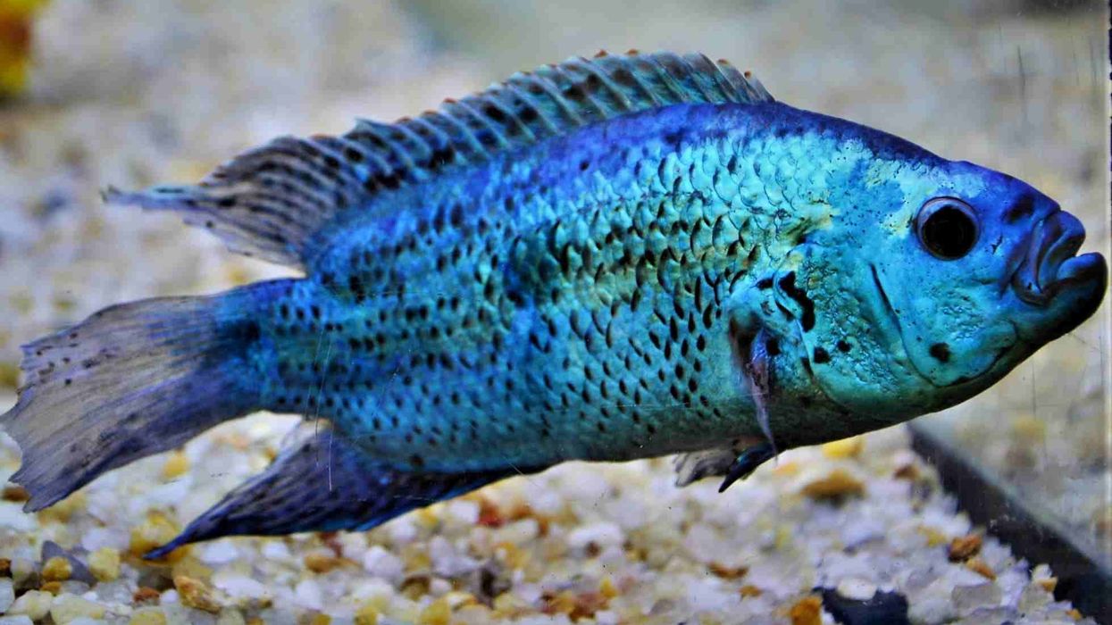 Here are some electrifying Electric Blue Jack Dempsey facts! How many of them did you already know?