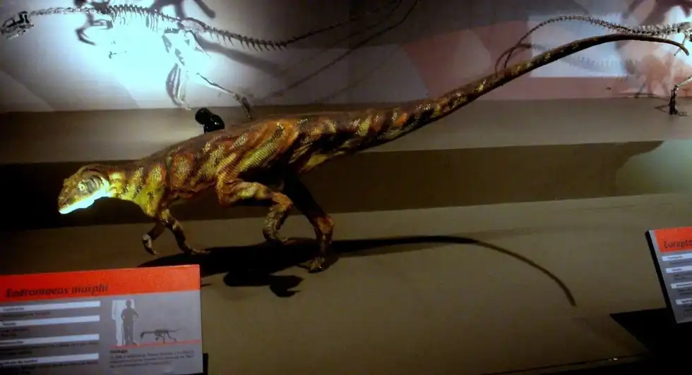 Here are some Eodromaeus facts that will tell you of everything from teeth to tail!