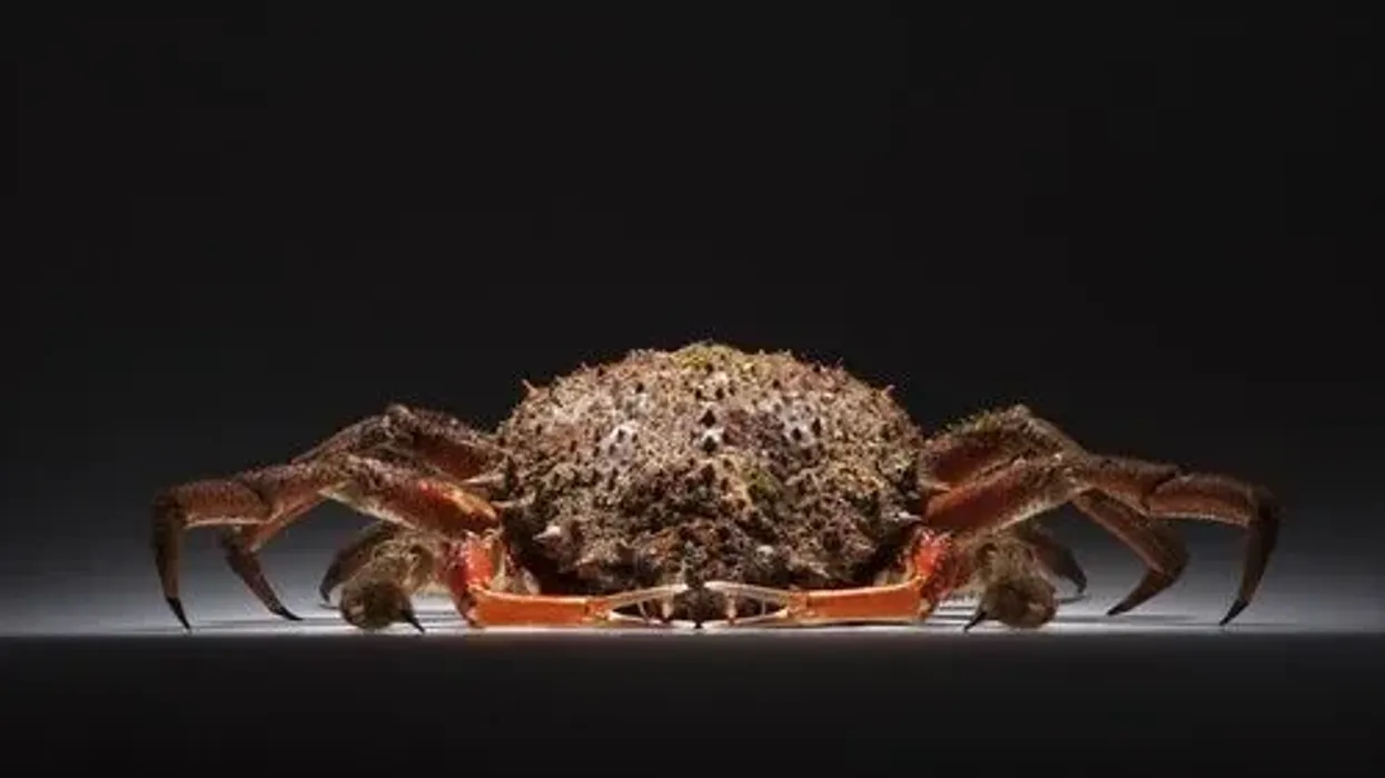 Here are some European spider crab facts that you will love!