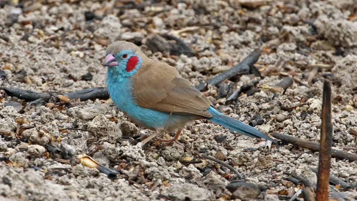Here are some fantastic red-cheeked cordon-bleu facts you will love!