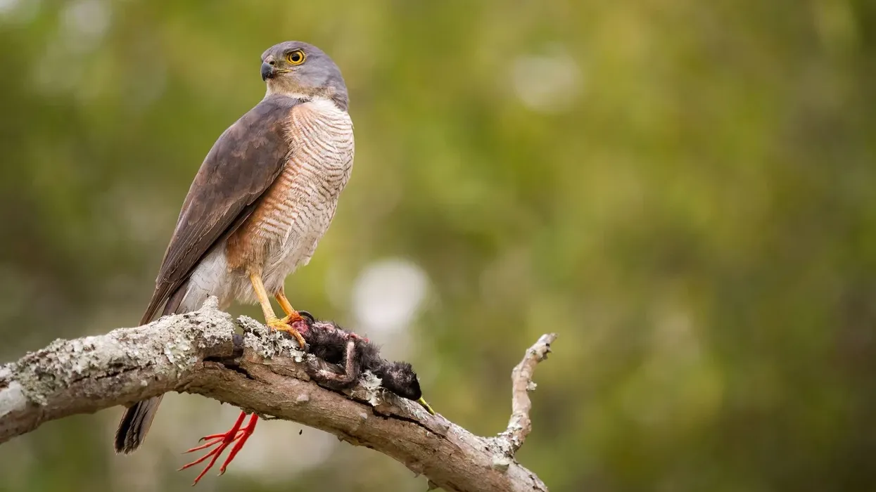 Here are some fascinating African goshawk facts for you to amuse yourself with today!