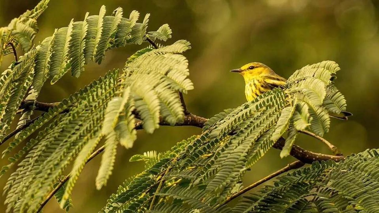 Here are some fascinating cape may warblers.