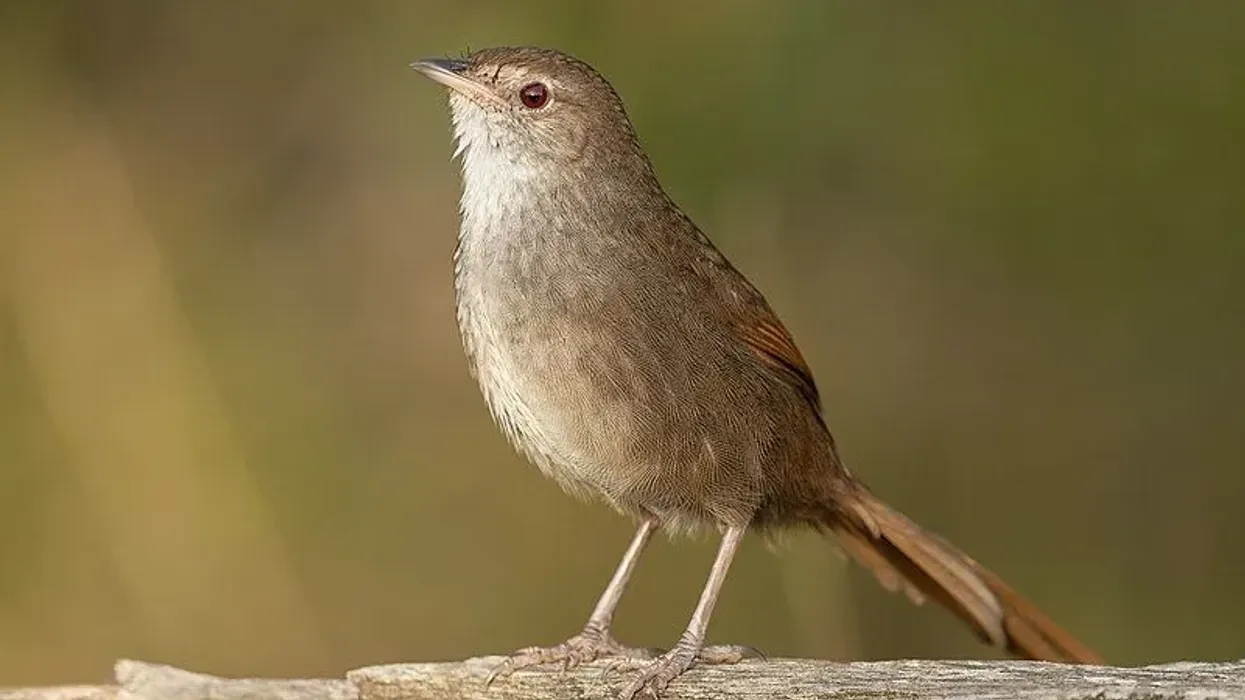 Here are some fascinating eastern bristlebird facts that tell you everything about their conservation status, habitat, threats, and appearance.
