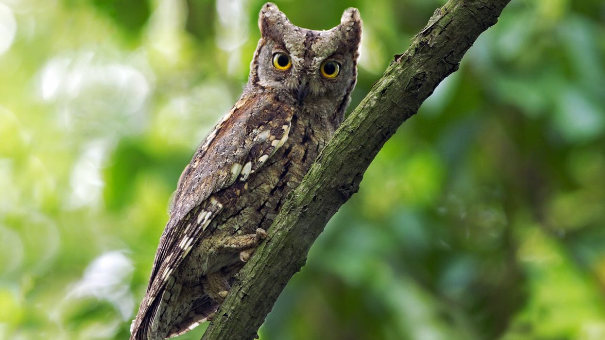Here are some fascinating Eurasian scops owl facts for all bird enthusiasts!